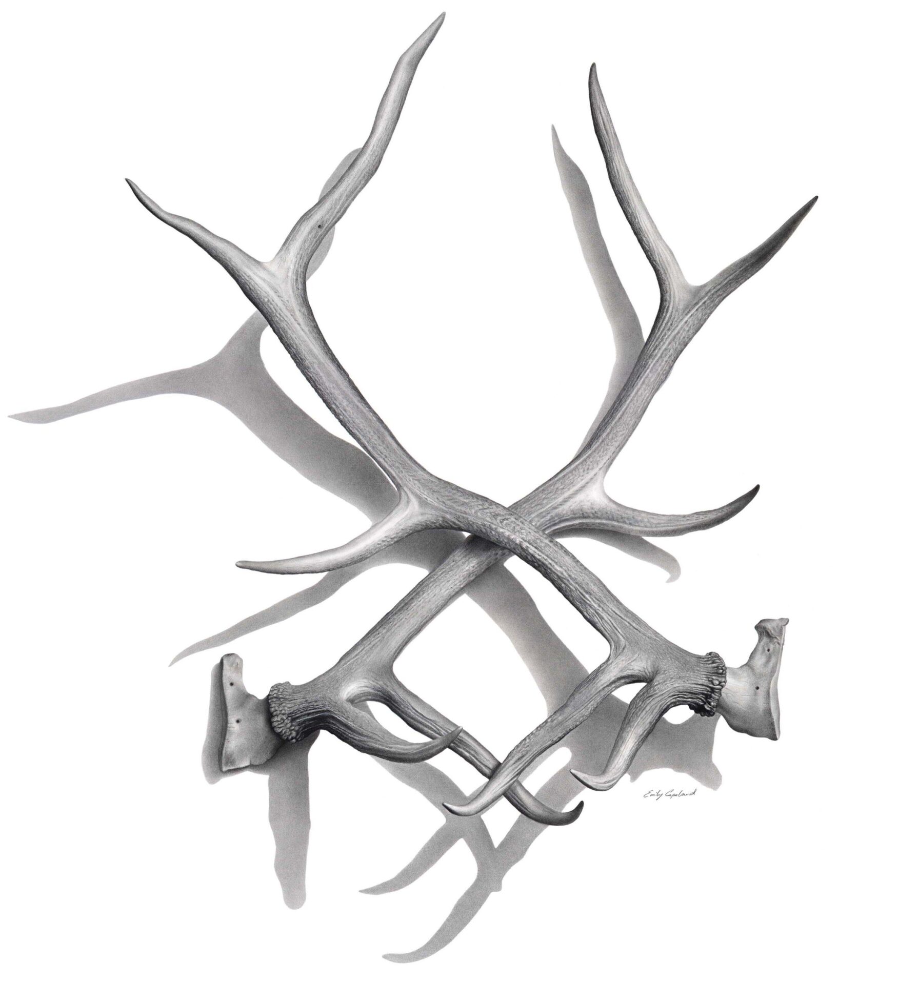 antler-drawing